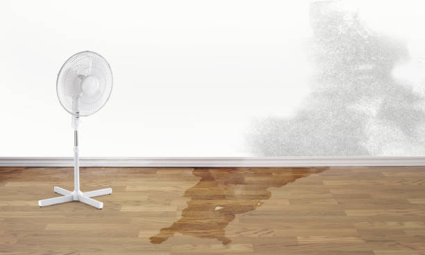 Best Local water damage restoration  in Colony Rk, PA