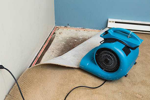 Best Mold removal after water damage  in Colony Rk, PA